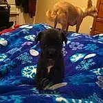 Dog, Comfort, Dog breed, Carnivore, Felidae, Fawn, Companion dog, Working Animal, Small To Medium-sized Cats, Liver, Electric Blue, Linens, Cabinetry, Room, Tail, Furry friends, Guard Dog, Canidae
