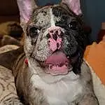 Head, Dog, Eyes, Dog breed, Carnivore, Whiskers, Ear, Companion dog, Bulldog, Fawn, Working Animal, Snout, Canidae, Wrinkle, Comfort, Furry friends, French Bulldog, Terrestrial Animal, Collar