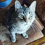 Cat, Felidae, Window, Carnivore, Small To Medium-sized Cats, Whiskers, Iris, Snout, Furry friends, Tail, Domestic Short-haired Cat, Paw, Claw, Comfort, Cat Supply, Photo Caption, Cat Furniture, Pet Supply, Terrestrial Animal
