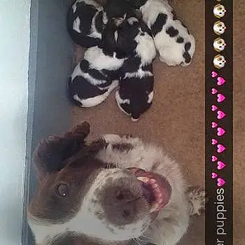 Jess And Her Puppies??????