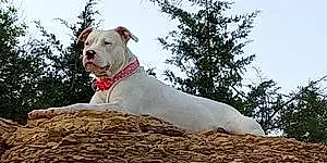 Name Pitt Bull Terrier Dog Girl