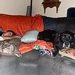 Couch, Furniture, Dog, Comfort, Carnivore, Studio Couch, Living Room, Companion dog, Room, Hardwood, Dog breed, Bed, Pillow, Sofa Bed, Bedroom, Linens, Bedding, Wood