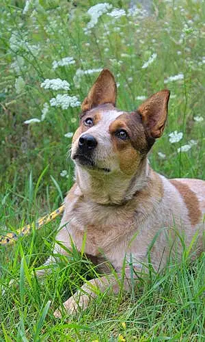 Name Australian cattle dog Dog Dahlia