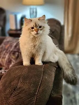 Name Siberian Cat Houdini