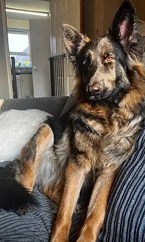Name German Shepherd Dog Sasha