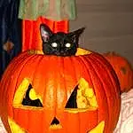 Calabaza, Pumpkin, Cucurbita, Cat, Jack O Lantern, Halloween, Winter Squash, Carving, Gourd, Squash, Vegetable, Whiskers, Snout