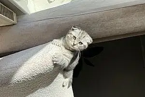 Scottish Fold Cat Koji