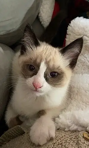 Name Siamese Cat Arwen