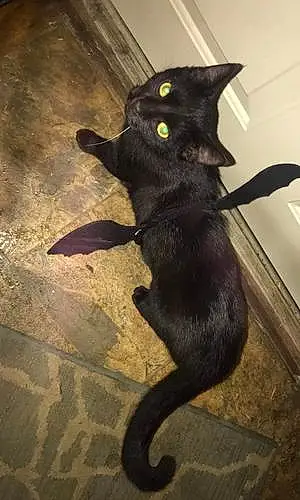 Name American Shorthair Cat Blackie