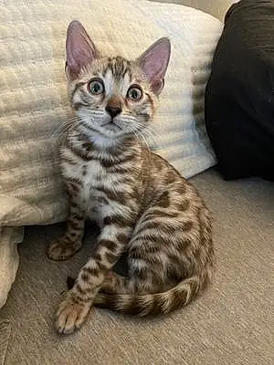 Name Bengal Cat Ethel