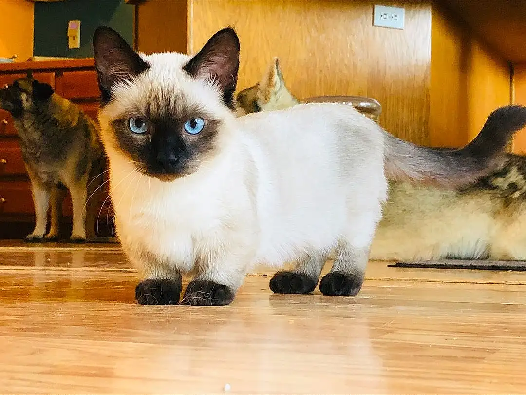 Cat, Siamese, Felidae, Carnivore, Wood, Fawn, Small To Medium-sized Cats, Whiskers, Snout, Hardwood, Laminate Flooring, Furry friends, Tail, Wood Flooring, Varnish, Wood Stain, Plank, Paw, Thai