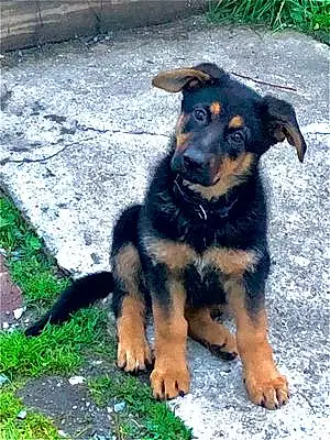 Name German Shepherd Dog Gemma