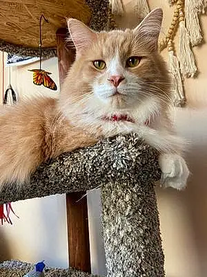 Name Norwegian Forest Cat Cat Chunky