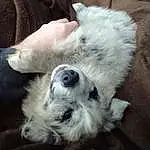 Dog, Carnivore, Dog breed, Whiskers, Companion dog, Working Animal, Paw, Toy Dog, Furry friends, Canidae, Tail, Terrier, Comfort, Non-sporting Group, Terrestrial Animal, Maltepoo, Felidae, Claw, Small Terrier