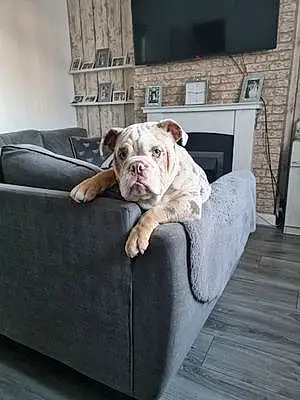Bulldog Dog Hugo-boss