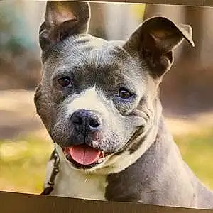 Name Pitt Bull Terrier Dog Jemima