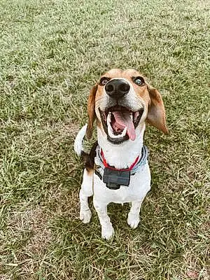 Name Beagle Dog Clutch