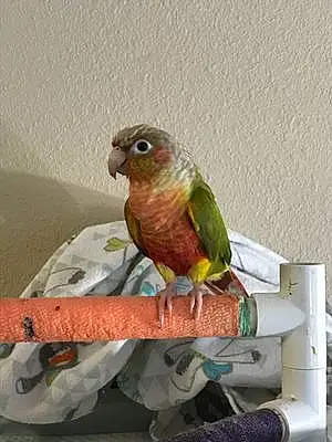 Name Parrot Junie