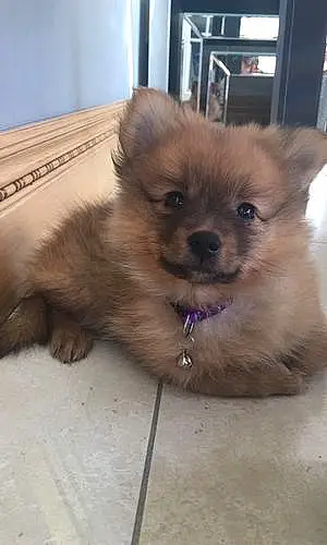 Name Pomeranian Dog Indie