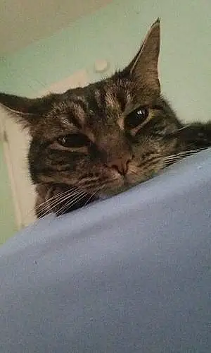 Tabby Cat Marla