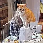 Cat, Felidae, Carnivore, Sewing, Office Equipment, Fawn, Small To Medium-sized Cats, Whiskers, Output Device, Home Appliance, Sewing Machine, Office Supplies, Machine, Sitting, Domestic Short-haired Cat, Furry friends, Tail, Curtain, Art, Plaid