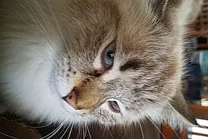 Name Persian Cat Kitten