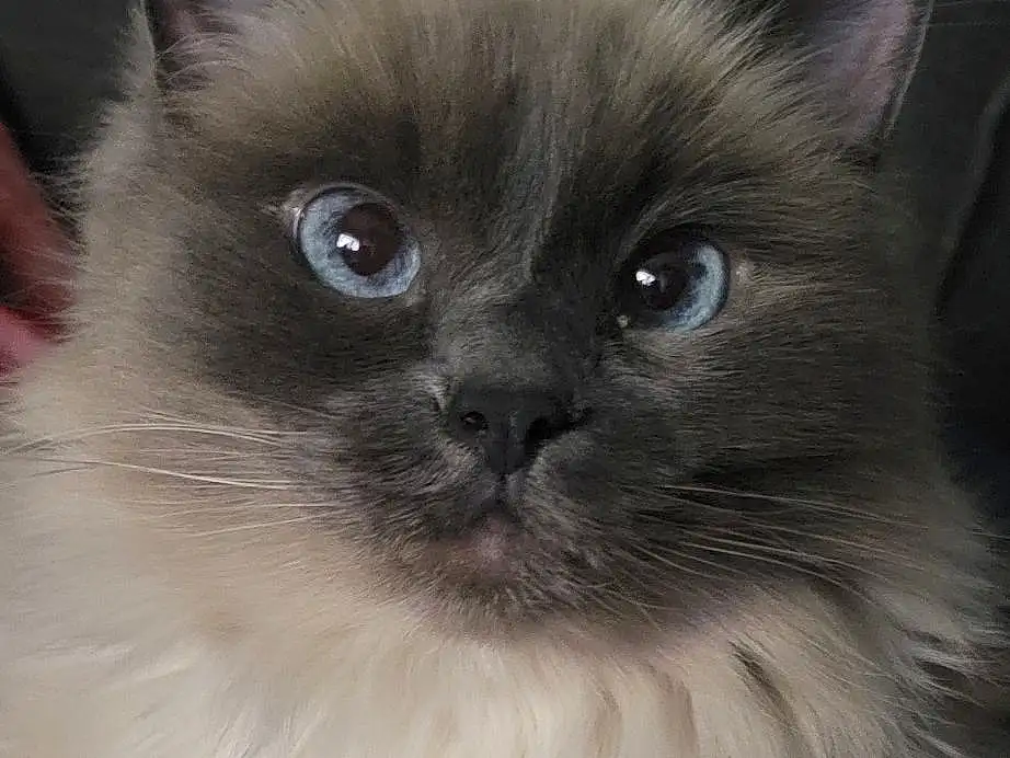Felidae, Cat, Siamese, Carnivore, Fawn, Small To Medium-sized Cats, Whiskers, Birman, Snout, Ragdoll, Balinese, Furry friends, Terrestrial Animal, Thai