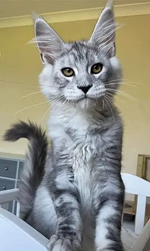 Name Maine Coon Cat Koa