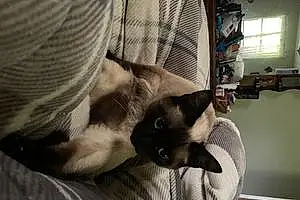 Siamese Cat Aspen