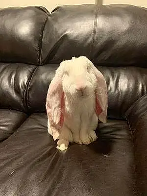 Name Rabbit Alexander