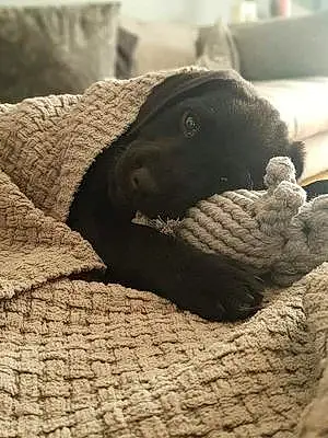 Name Labrador Retriever Dog Hattie