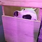Dog, Purple, Carnivore, Pet Supply, Wood, Magenta, Working Animal, Dog breed, Companion dog, Box, Hardwood, Canidae, Packing Materials, Room, Plywood, Carton, Packaging And Labeling, Plastic, Household Supply