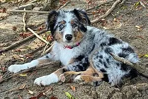 Name Australian Shepherd Dog Colt