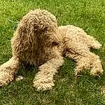 Dog, Water Dog, Dog breed, Grass, Carnivore, Companion dog, Poodle, Soil, Toy Dog, Terrestrial Animal, Terrier, Grassland, Shrub, Working Animal, Pasture, Furry friends, Labradoodle, Plant, Non-sporting Group