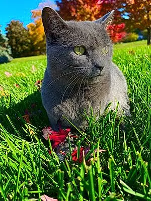 Russian Blue Cat Skye